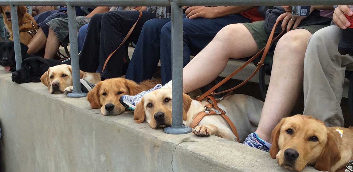 seeing eye dogs laying their heads on a step at a game