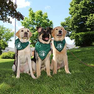 Three seeing eye dogs