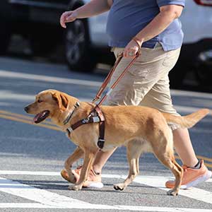 seeing eye dog with a visually impaired person crossing a street