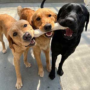 three dogs holding one bone