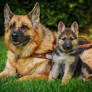 German Shepard seeing eye dog with a puppy