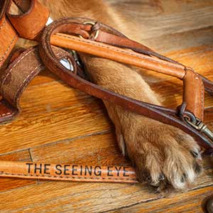 seeing eye dog harness