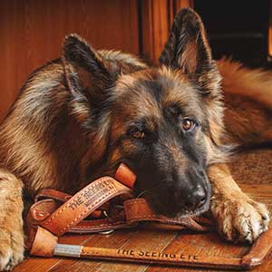 seeing eye dog, long haired German Shepard laying on a harness