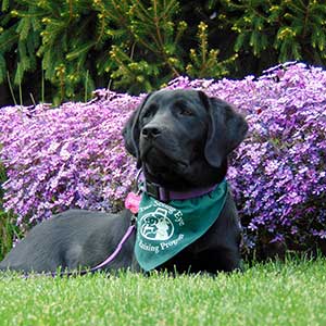 seeing eye dog, black lab with a purple flowers background