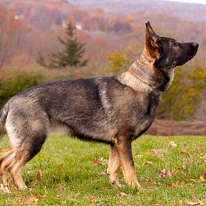 German Shepard seeing eye dog outside