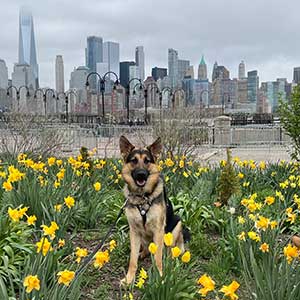 Kail, the seeing eye German Shepard sitting in a field of daffodils at Liberty state park 