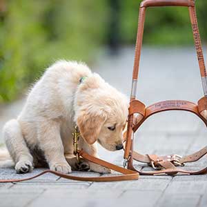 puppy sniffing a a seeing eye dog harness