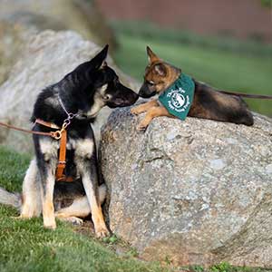 seeing eye dog with a puppy