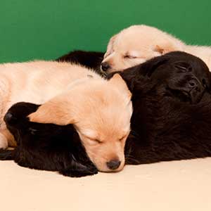 puppies sleeping