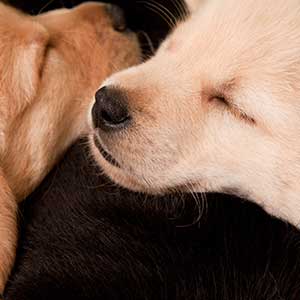 close up of two puppies sleeping