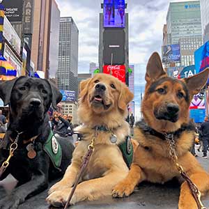 3 seeing eye dogs in a city