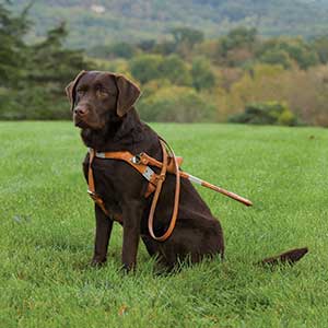 chocolate lab seeing eye dog sitting in a green field