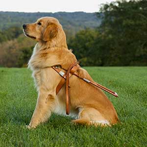 seeing eye dog, sitting in a green field 