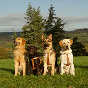 Four various breeds of seeing eye dogs sitting in a green field