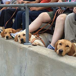 seeing eye dogs laying their heads on a step at a game