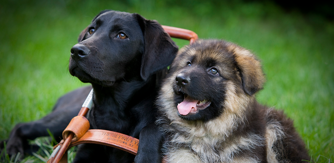 seeing eye dog and a puppy