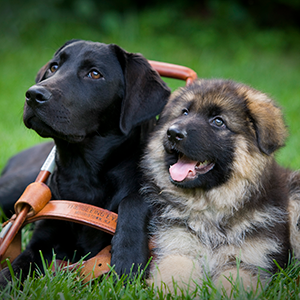 seeing eye dog and a puppy