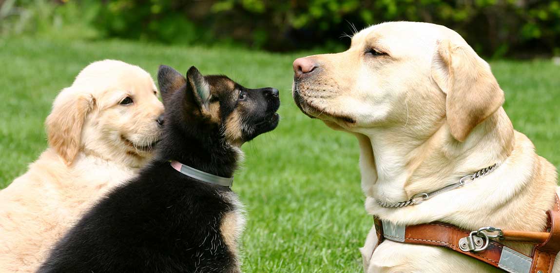 seeing eye dog with two puppies