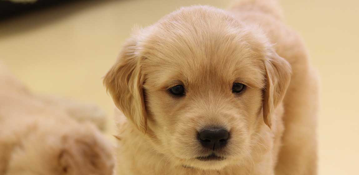 5 week old puppy
