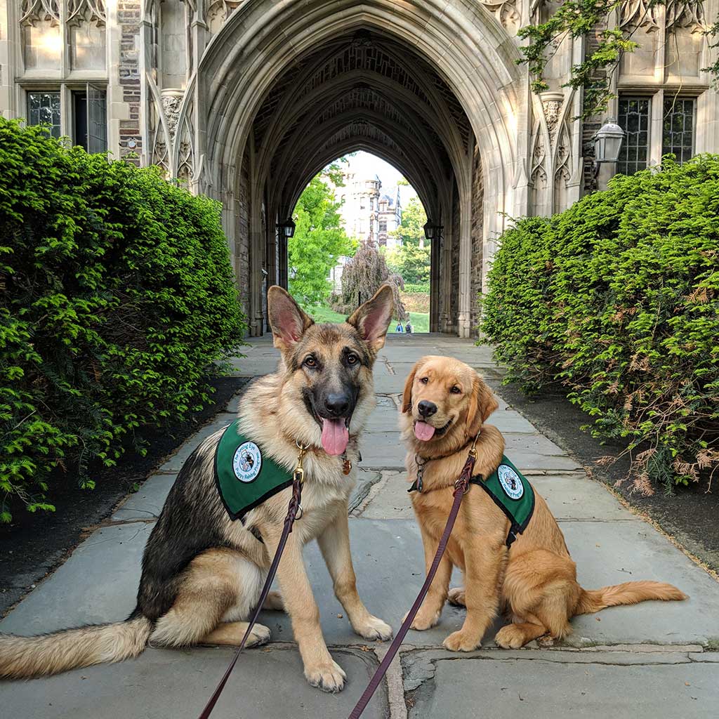 Two seeing eye dogs