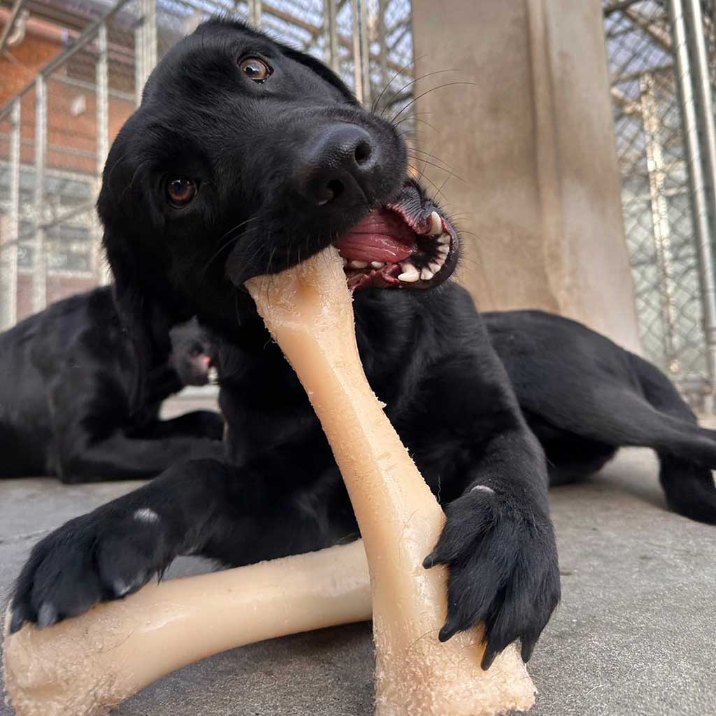 dog chewing a bone