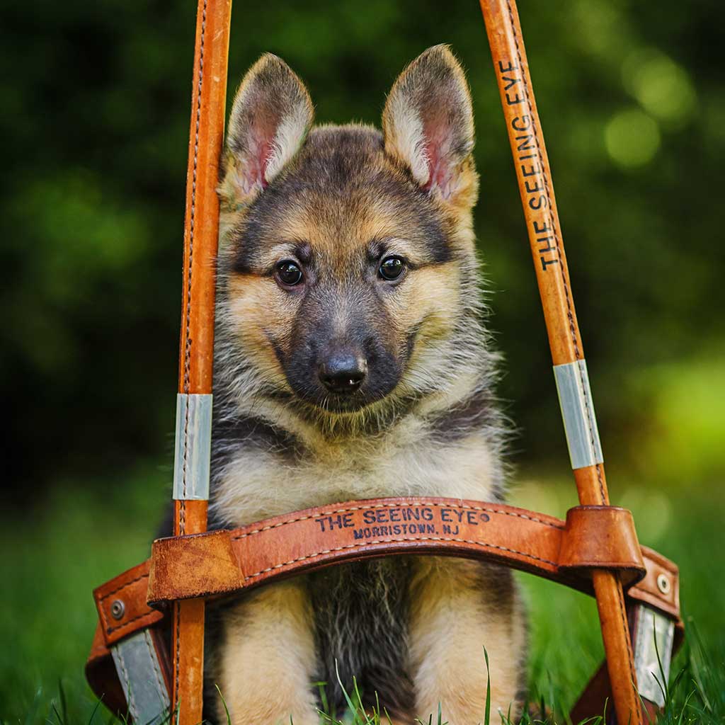 Seeing eye puppy in training