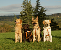 Four seeing eye dogs sitting outside in grass
