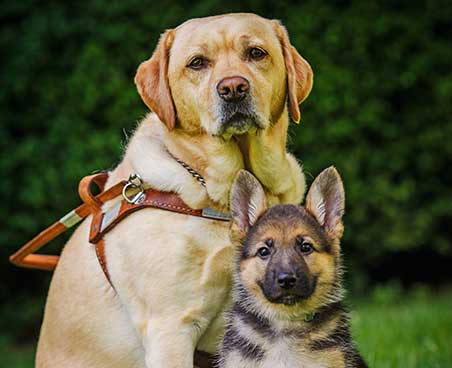 seeing eye dog with a harness and a puppy in training